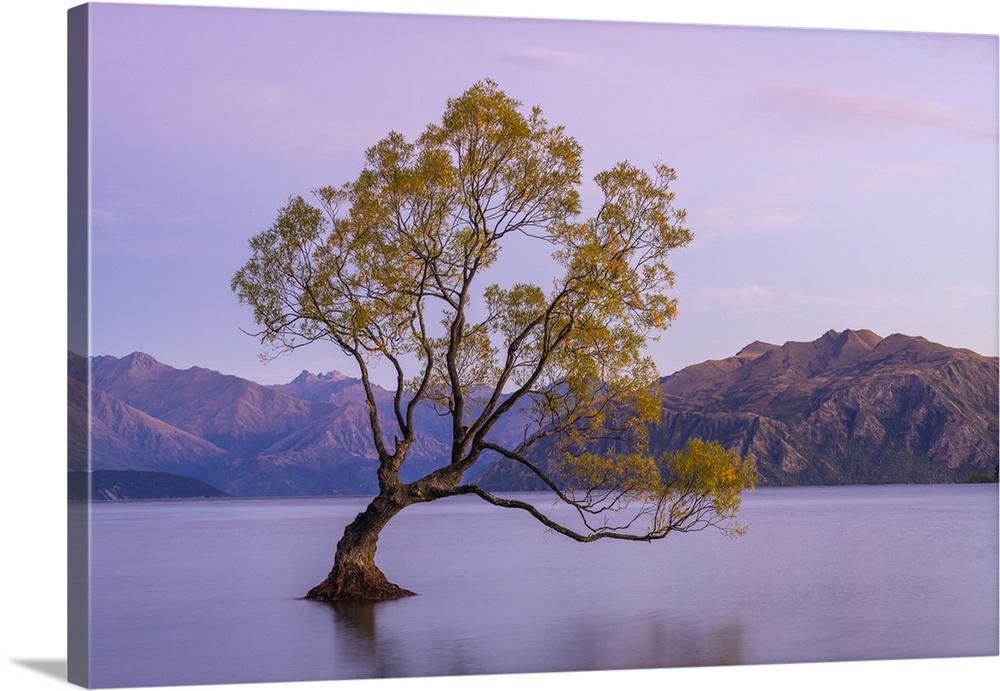 Lone tree in Roys Bay on Wanaka Lake before sunrise, Wanaka, Queenstown-lakes District, Otago Region, South Island, New Ze...