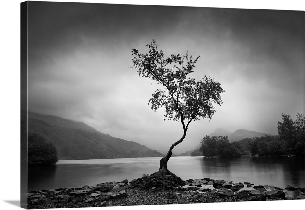 Lone Tree, Llyn Padarn, Gwynedd, Wales