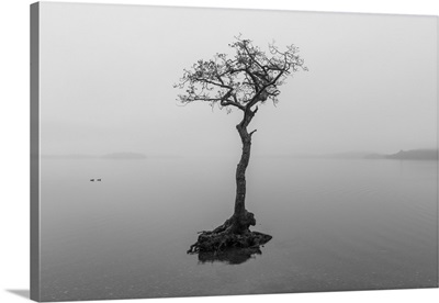 Lone Tree On Loch Lomond, Milarrochy Bay, Stirlingshire, Scotland