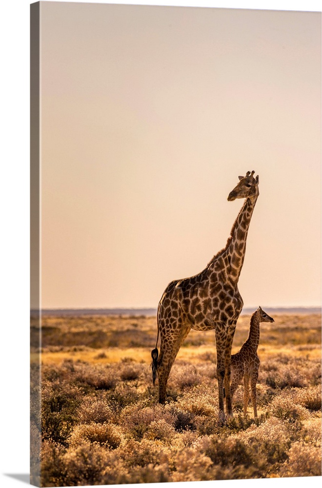 Lonely Giraffe with baby in Etosha, Namibia, Africa