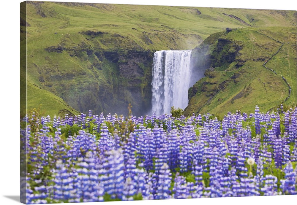 Lupins wrap the green meadows around the Skogafoss waterfall, Sudurland, Iceland