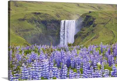 Lupins Wrap The Green Meadows Around The Skogafoss Waterfall, Sudurland, Iceland