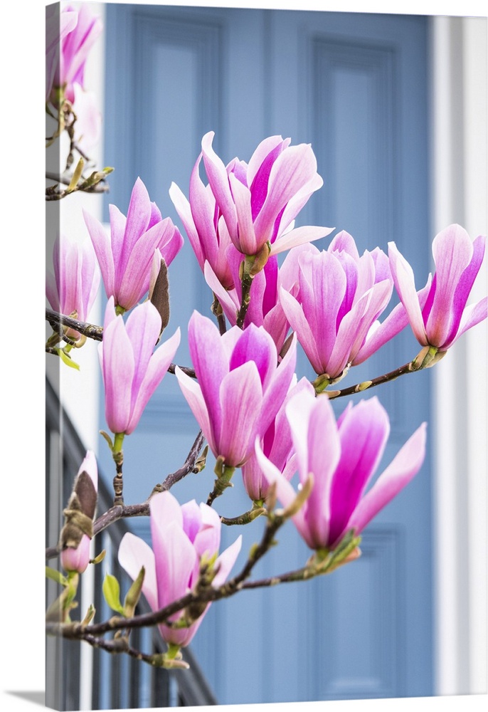 Magnolia tree in full bloom outside a house with a grey door in Kensington, London, England
