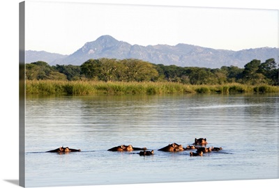 Malawi, Liwonde National Park, A family school of hippos in the Shire River