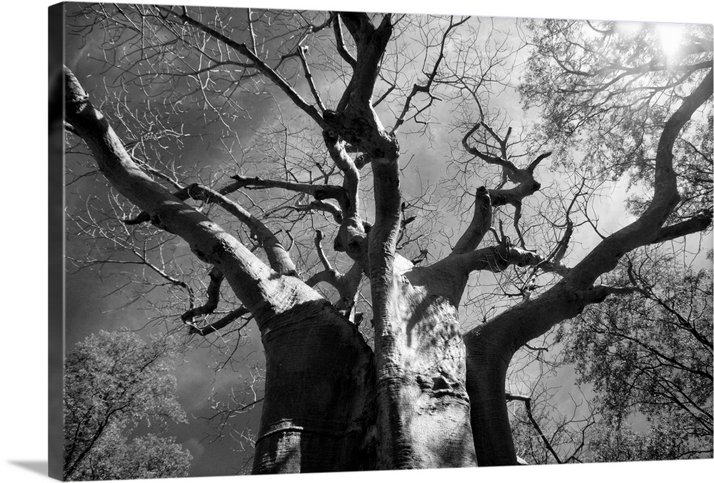 Malawi, Upper Shire Valley, Liwonde National Park. The spreading branches of a massive Baobab tree .