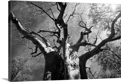 Malawi, Liwonde National Park, The spreading branches of a massive Baobab tree