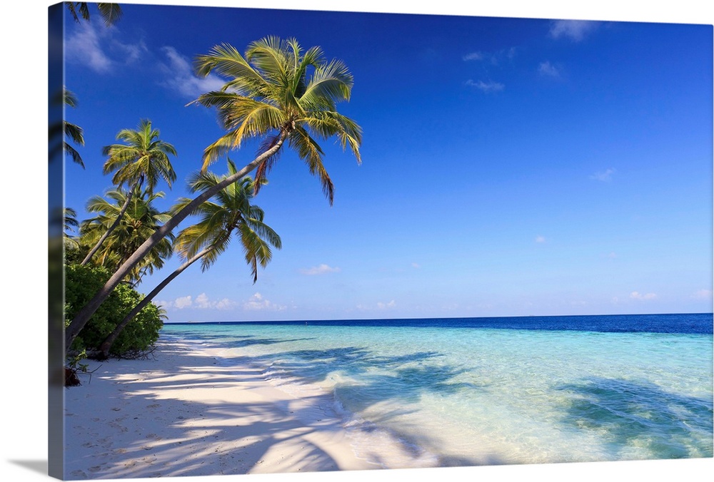 Large photo art of palm trees leaning towards the ocean.