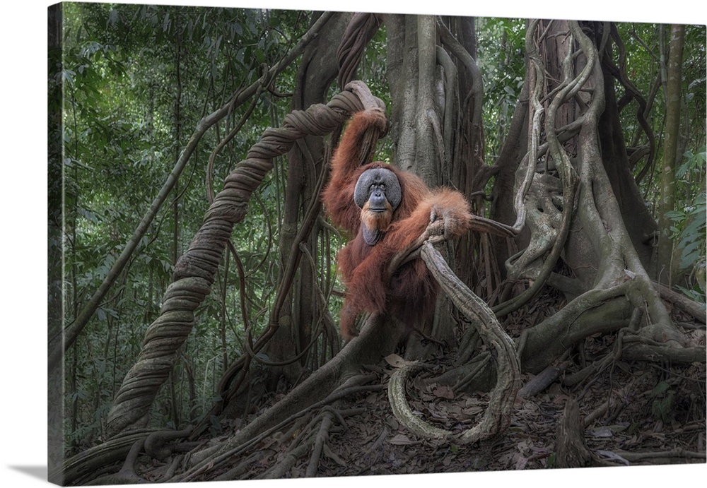 Male Sumatran Orangutan In Gunung Leuser National Park