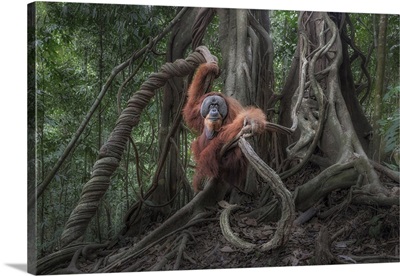 Male Sumatran Orangutan In Gunung Leuser National Park