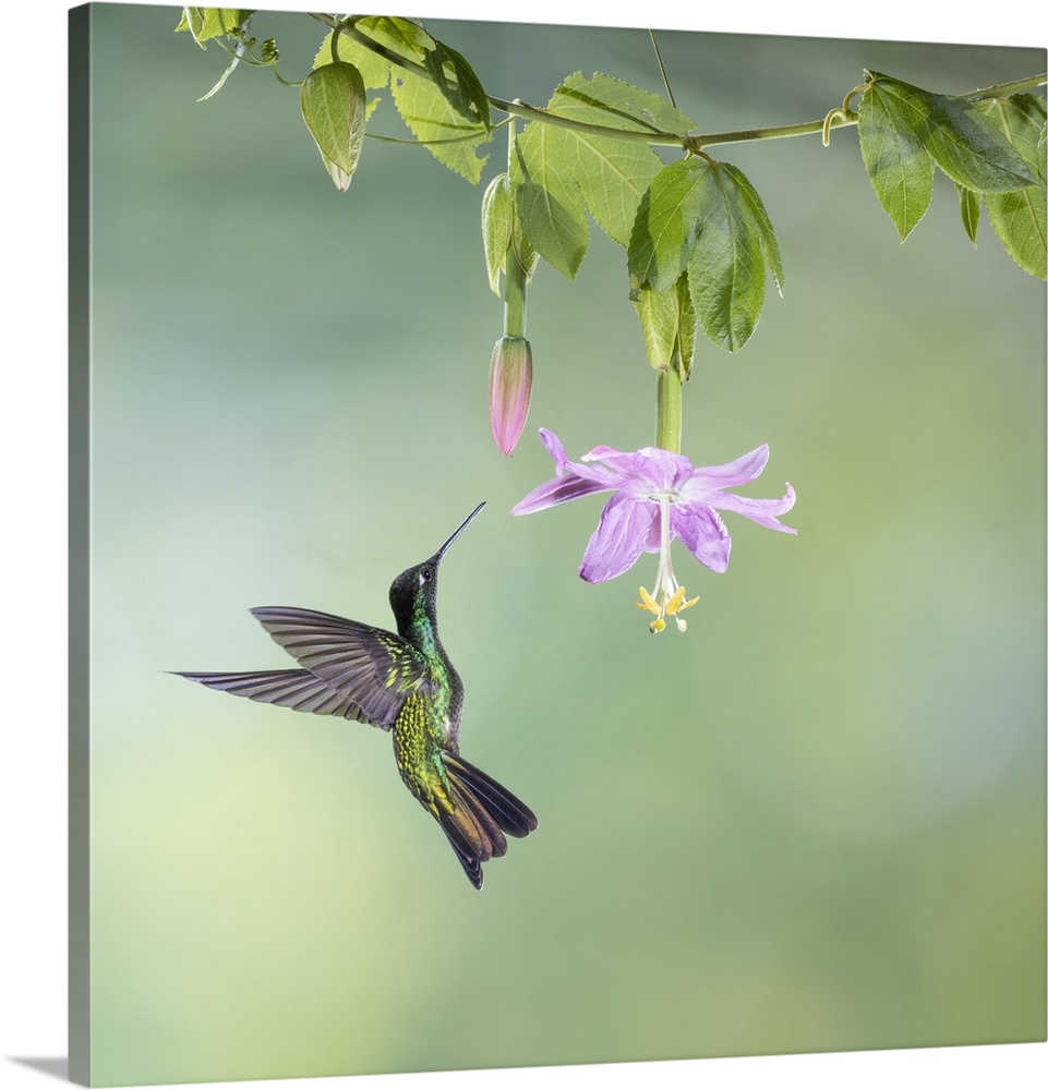 Male Talamanca hummingbird (Eugenes spectabilis) feeding from passionflower in mid-elevation cloud forest, Costa Rica