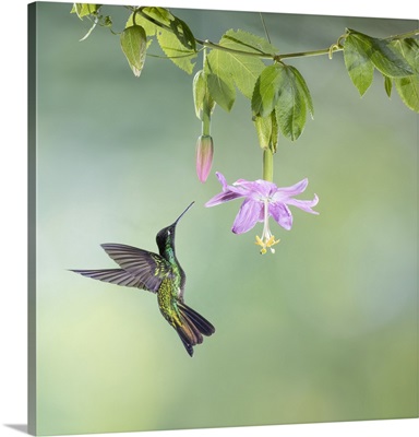 Male Talamanca Hummingbird Feeding From Passionflower, Costa Rica