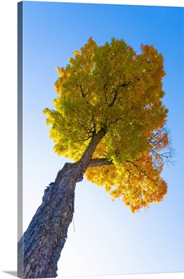 Maple Tree, Peacham, Vermont, USA