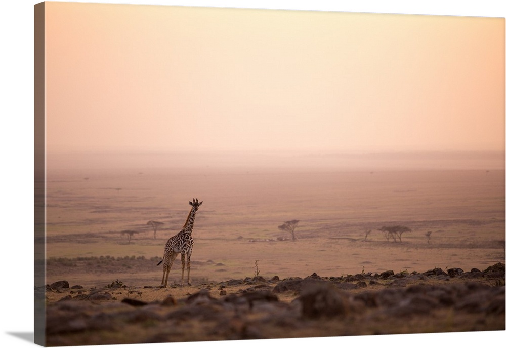 Kenya, Mara North Conservancy. A young giraffe with the never ending plains of the Maasai Mara behind.