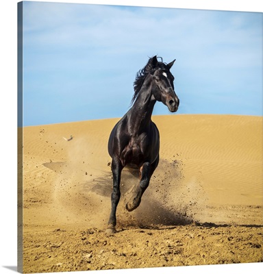 Marrakesh-Safi Region, Essaouira, A Black Barb Horse Runs Over Sand Dunes