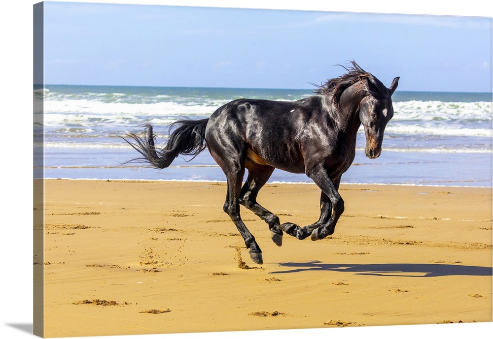 Marrakesh-Safi (Marrakesh-Tensift-El Haouz) region, Essaouira, a black Barb horse gallops along the beach near Essaouira.