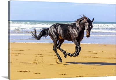 Marrakesh-Safi Region, Essaouira, Black Barb Horse Gallops Along Beach Near Essaouira