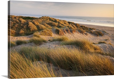 Marram grass on the sand dunes of Braunton Burrows, Devon, England