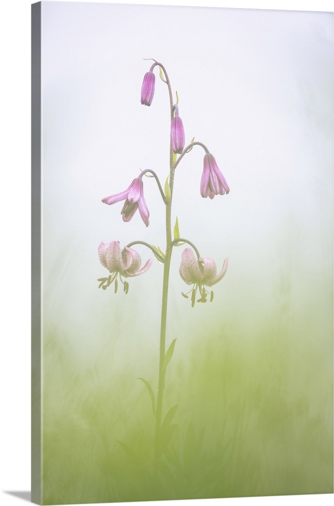 Martagon Lily (Lilium martagon), Visic Pass, Julian Alps, Triglav National Park, Slovenia