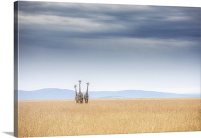 Masai Giraffes In The Maasaimara Plains
