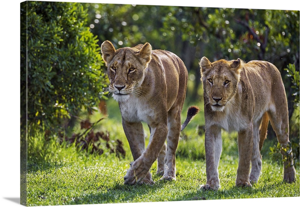 Kenya, Narok County, Masai Mara National Reserve. A Lioness and a young male lion walk purposefully through riverine bush.