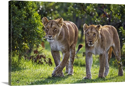 Masai Mara National Reserve, A Lioness and a young male lion walk  through riverine bush