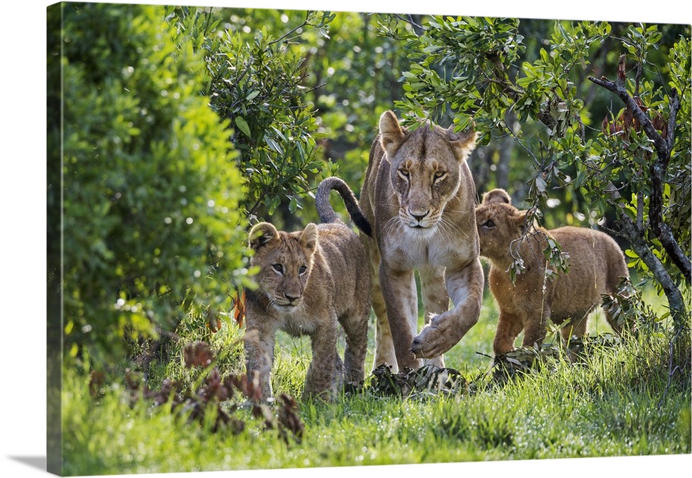 Kenya, Narok County, Masai Mara National Reserve. A Lioness and her two cubs walk through riverine bush.