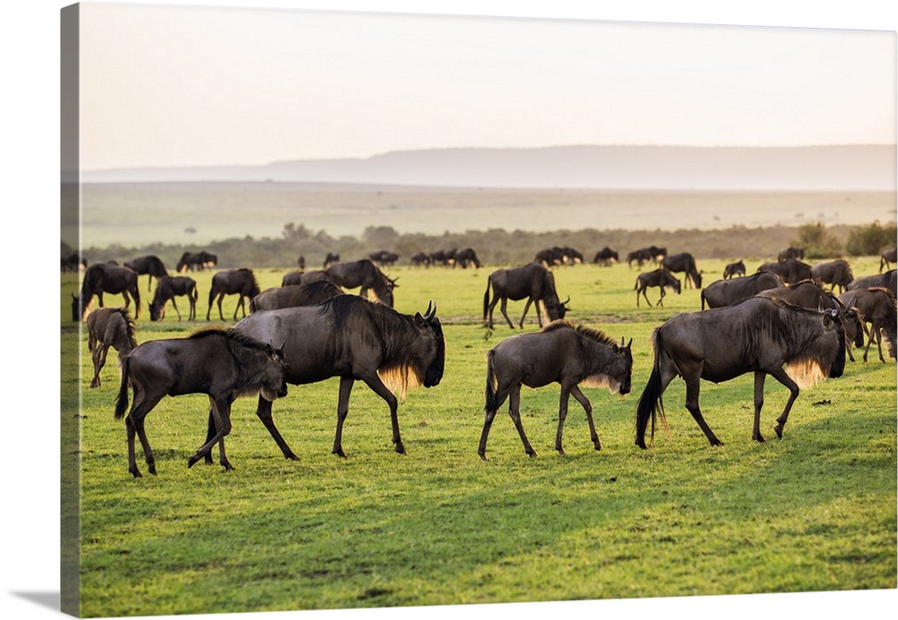 Kenya, Narok County, Masai Mara National Reserve. The late afternoon sun catches the beards of White-bearded Gnus crossing...