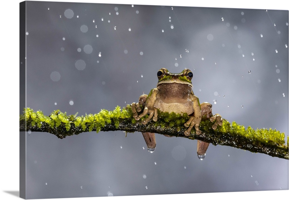Masked Treefrog, Smilisca phaeota, in rain shower, Cloud Forest, Costa Rica.