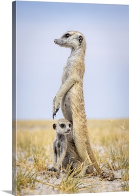 Meerkat With Baby, Makgadikgadi Salt Pans, Botswana