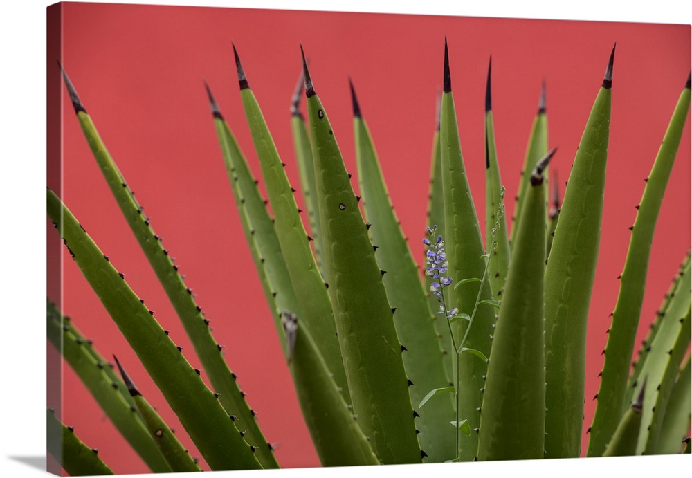 Mexico, Baja California, El Sargento Rancho Sur, Sword Agave, Agave Datylio, Datylillo, with wildflower