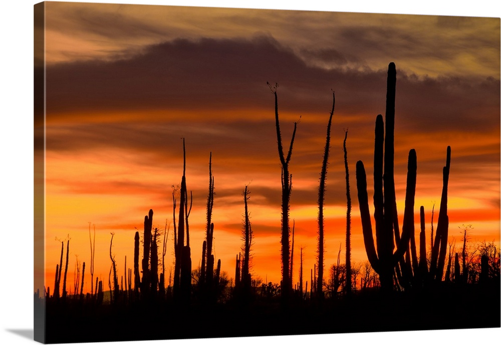 Mexico, Baja California, San Quintin, Catavina, Valley of the Candles, Valle de los Cirios