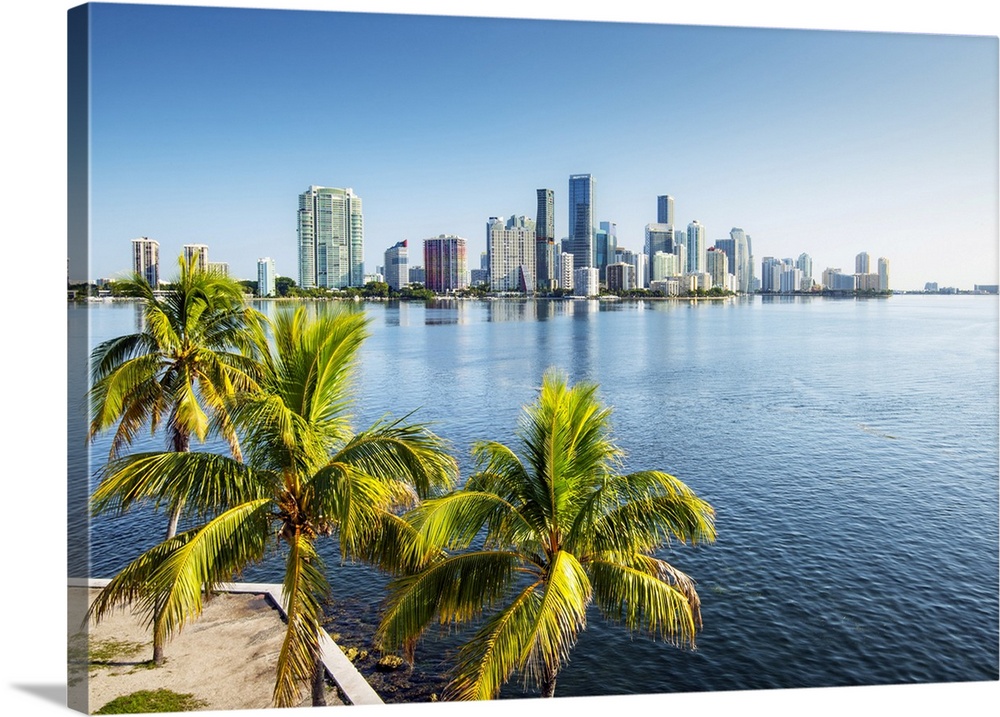 USA, Miami, Florida, Downtown Skyline, Biscayne Bay, Palm Tree, Morning