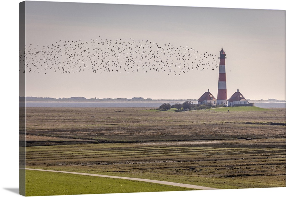 Migratory birds at the Westerheversand lighthouse, North Friesland, Schleswig-Holstein.