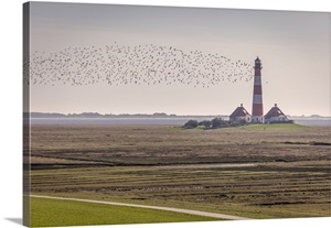 Migratory Birds At The Westerheversand Lighthouse, North Friesland, Schleswig-Holstein image thumbnail