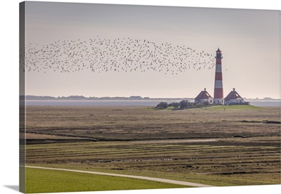 Migratory Birds At The Westerheversand Lighthouse, North Friesland, Schleswig-Holstein