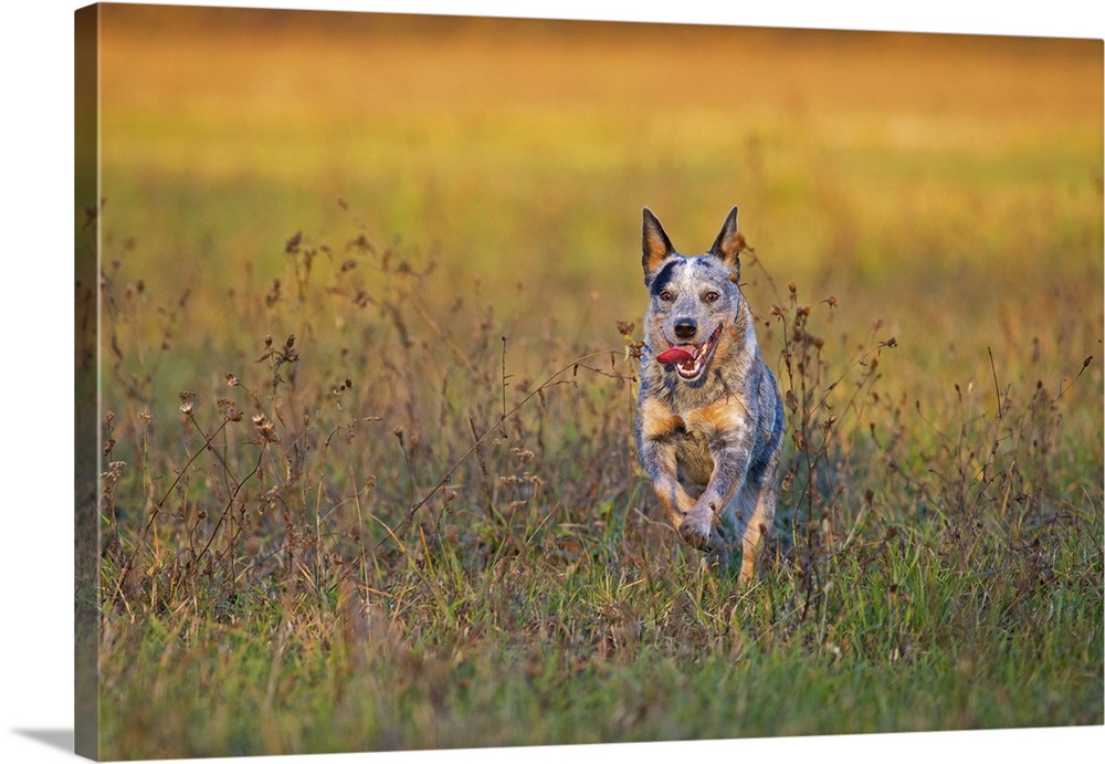 Milano province, Lombardy, Italy, Europe. An australian cattle dog is running free.