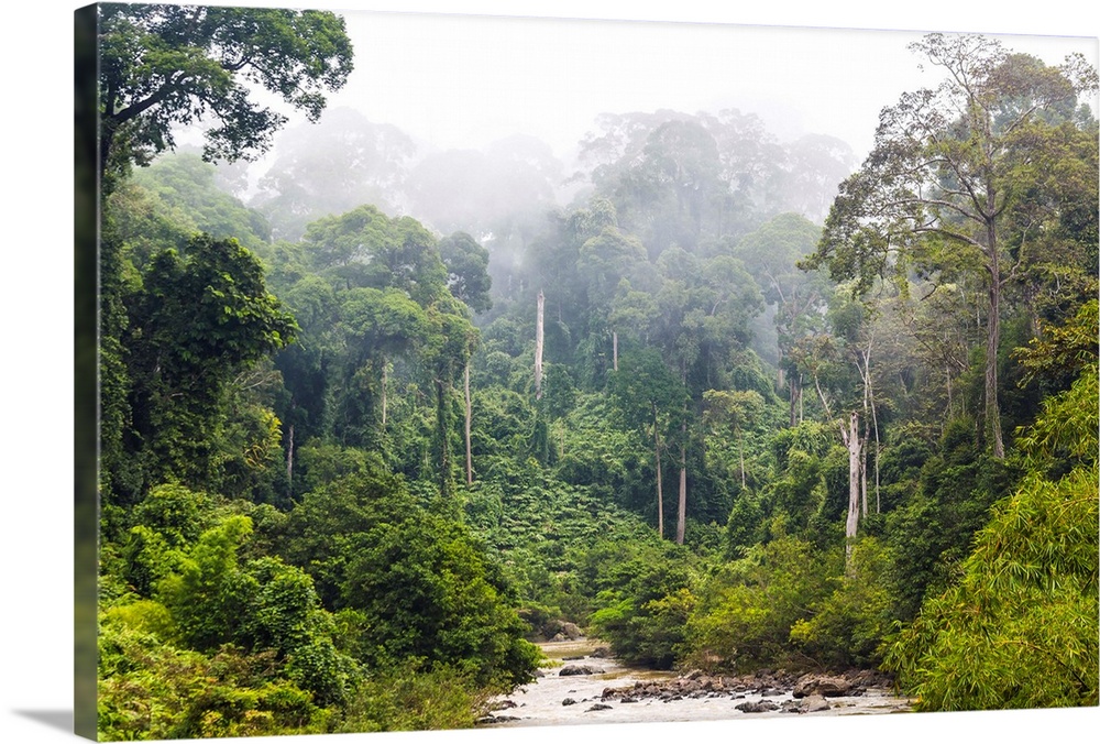 Mist and river through tropical rainforest, Sabah, Borneo, Malaysia.
