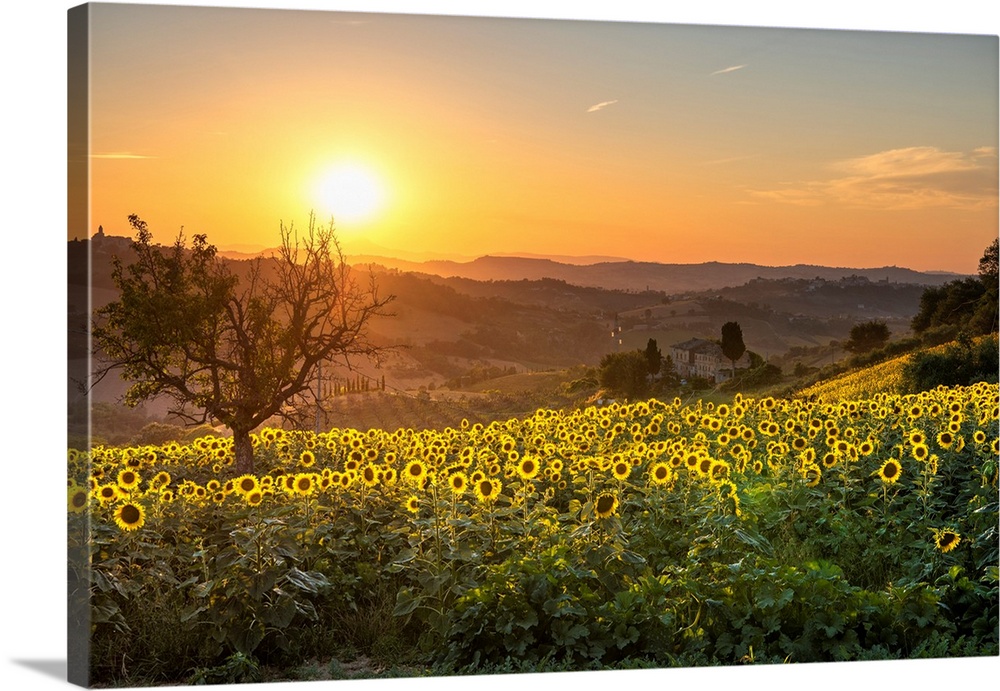 Montotto, Monterubbiano, province of Fermo, Marche, Italy, Europe. Sunset in the hills around the village of Petritoli.