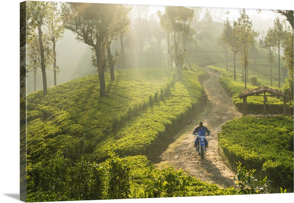 Motorcyclist, Tea Estate and morning mist, Hapatule, Southern Highlands, Sri Lanka.