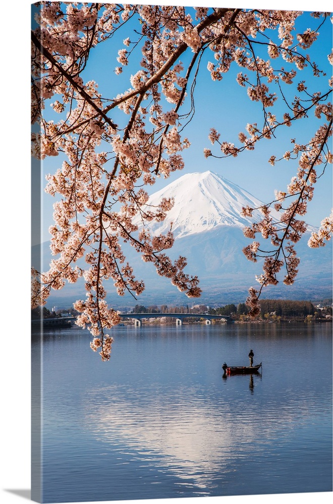 Mount Fuji in springtime with cherry tree in full bloom, Fuji Five Lakes, Japan.