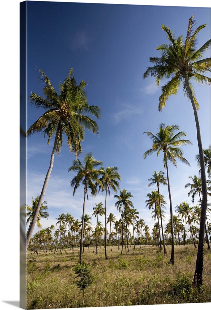 Mozambique, Tofo. Coconut plantations around Tofo.