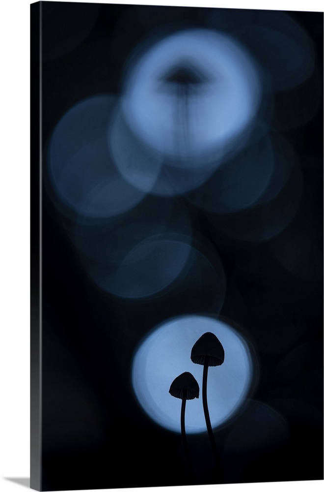 Mycena, New Forest National Park, Hampshire, England, UK