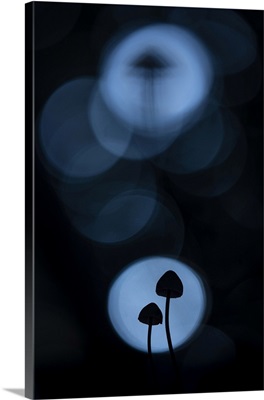 Mycena, New Forest National Park, Hampshire, England, UK