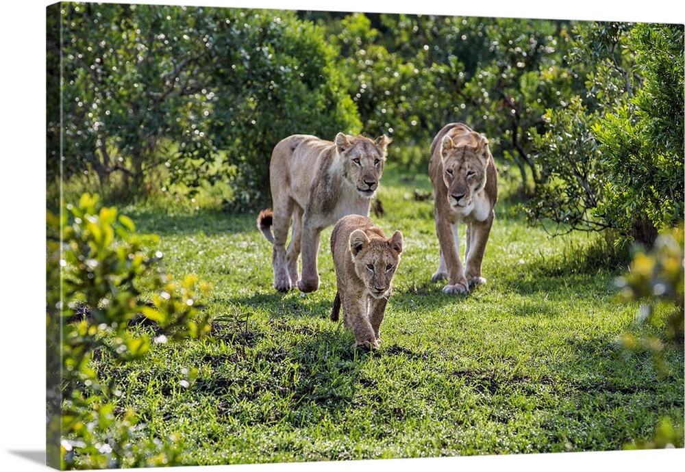 Kenya, Narok County, Masai Mara National Reserve. A Lion cub walks purposefully in front of two lionesses.