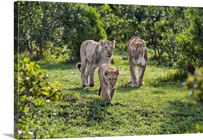 National Reserve, A Lion cub walks purposefully in front of two lionesses