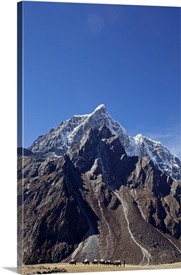 Nepal, A yak baggage train on the Everest Base Camp Trail near the Periche Valley