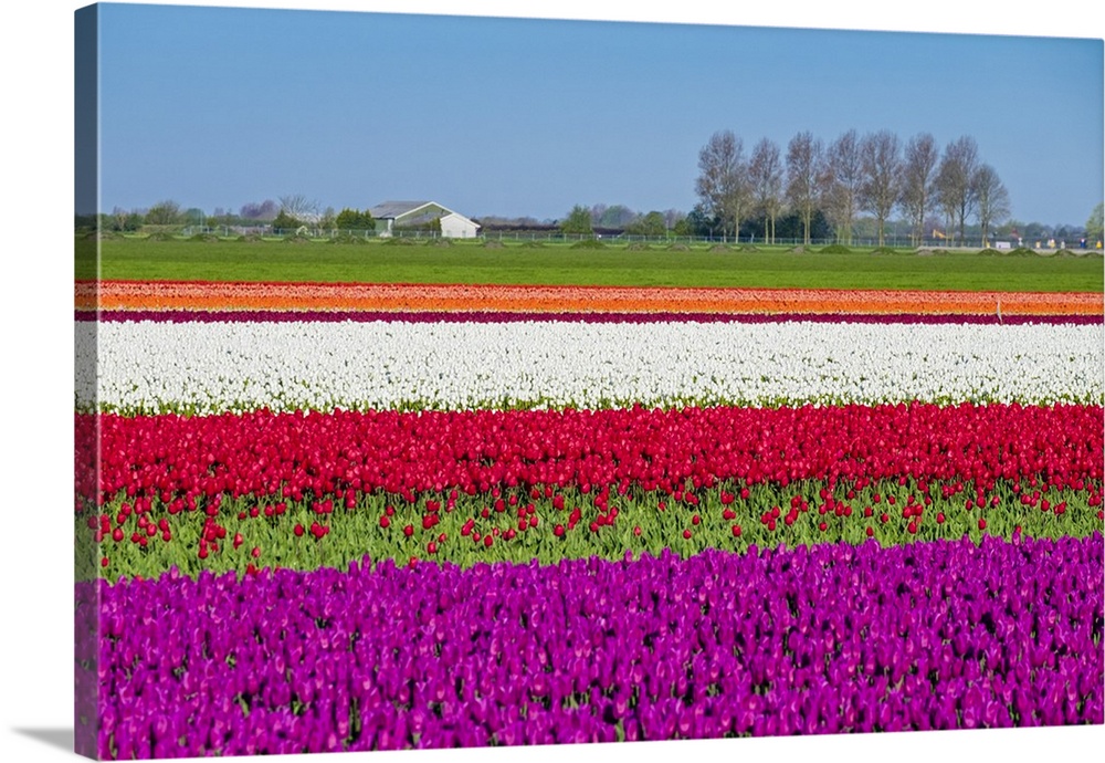 Netherlands, North Holland, Venhuizen. Colorful tulip fields in early spring.