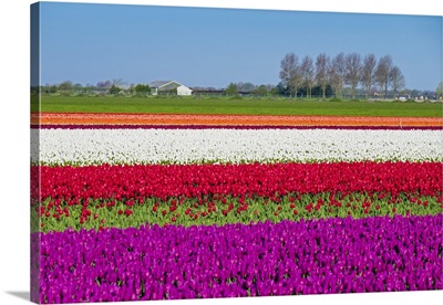 Netherlands, North Holland, Venhuizen. Colorful tulip fields in early spring