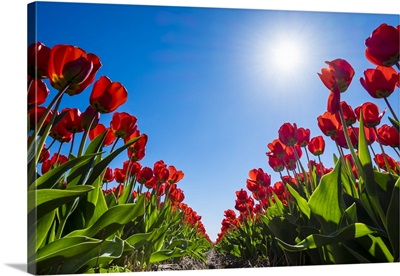 Netherlands, South Holland, Nordwijkerhout. Red Dutch tulips in bloom against a blue sky