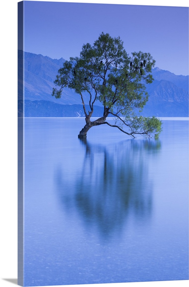 New Zealand, South Island, Otago, Wanaka, Lake Wanaka, solitary tree, dawn.
